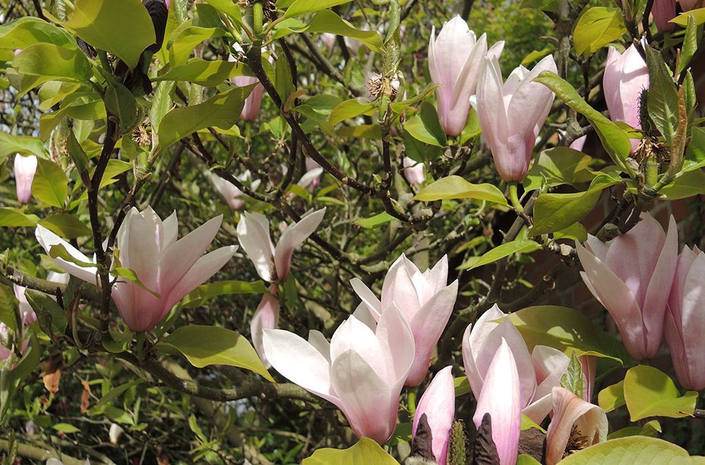 Magnolias