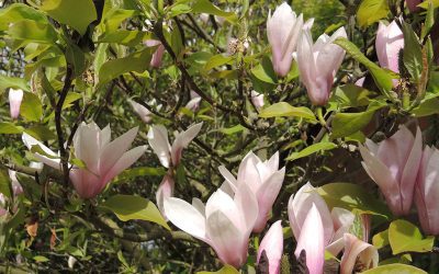 Magnolias