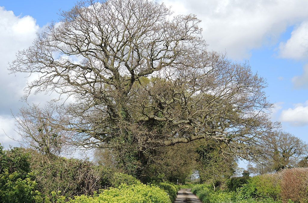 Quercus robur