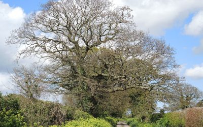 Quercus robur