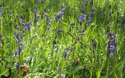 English Bluebells